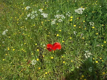 Borgo Cenaioli * Magione